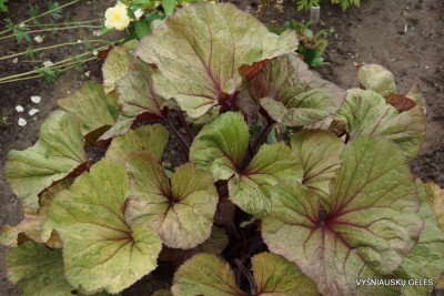 Ligularia ’Garden Confetti’ (4)
