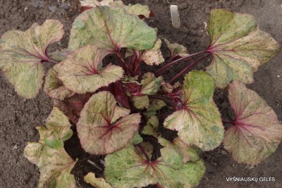 Ligularia ’Garden Confetti’