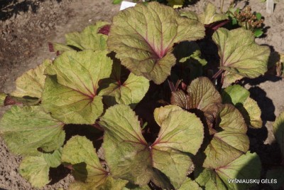 Ligularia ’Garden Confetti’ (5)