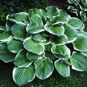 Melsvė Christmas Tree