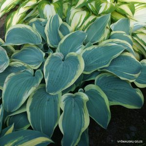 Melsvė 'Clown‘s Collar'