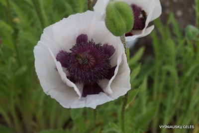 Papaver ‘Cherry Boy‘ (2)