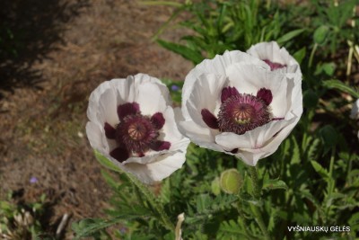 Papaver ‘Cherry Boy‘ (3)