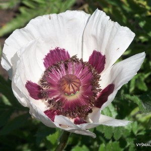 Papaver ‘Cherry Boy‘