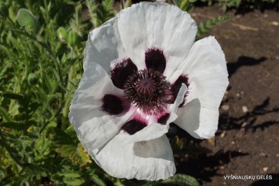 Papaver ‘Cherry Boy‘ (4)
