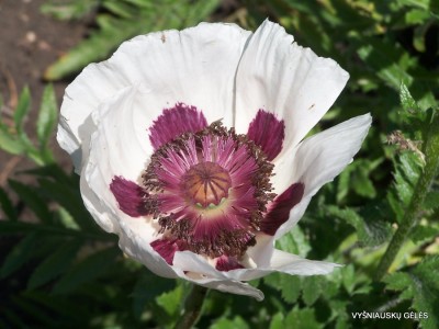 Papaver ‘Cherry Boy‘