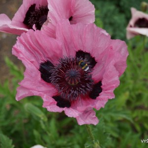 Papaver ‘Khedive‘ (2)