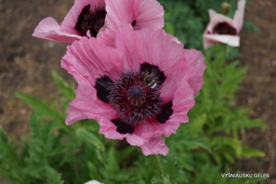 Papaver ‘Khedive‘ (2)