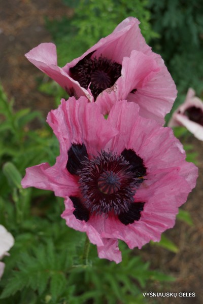 Papaver ‘Khedive‘ (3)