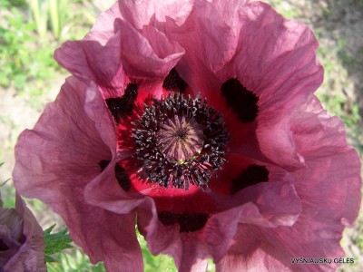 Papaver ‘Khedive‘ (4)