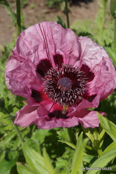 Papaver ‘Khedive‘