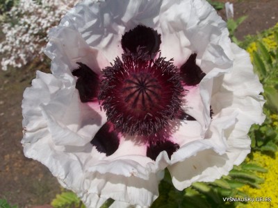 Papaver ‘Snow Goose‘ (2)