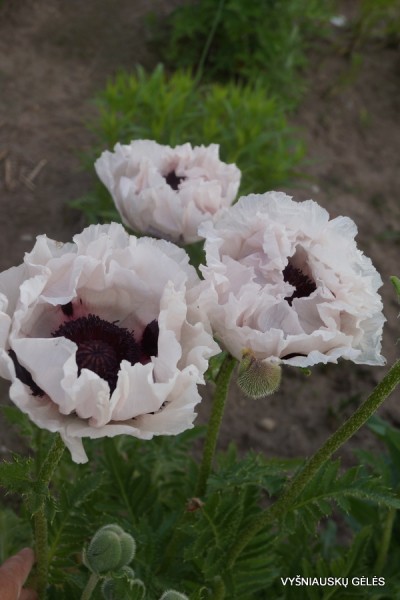 Papaver ‘Snow Goose‘ (3)