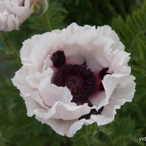 Papaver ‘Snow Goose‘