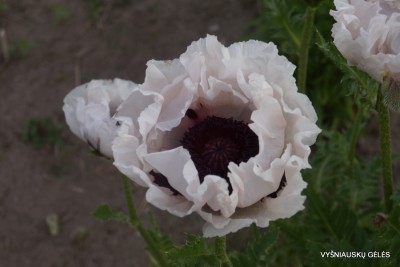 Papaver ‘Snow Goose‘ (4)