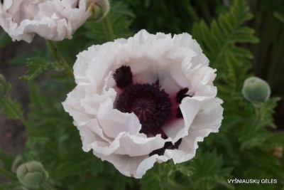 Papaver ‘Snow Goose‘