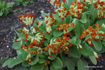 Pavasarinė raktažolė ‘Sunset Shades‘ (2)