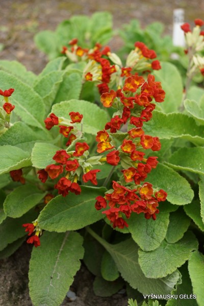 Pavasarinė raktažolė ‘Sunset Shades‘ (3)