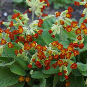 Pavasarinė raktažolė ‘Sunset Shades‘