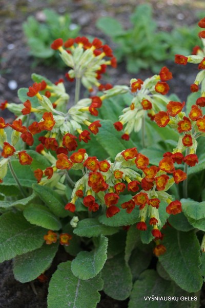 Pavasarinė raktažolė ‘Sunset Shades‘