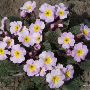Primula 'Guinerve'