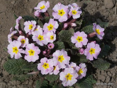 Primula 'Guinerve'