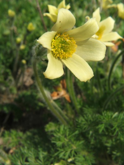 Pulsatilla caucasica (2)