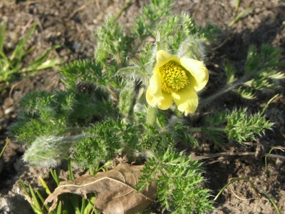 Pulsatilla caucasica
