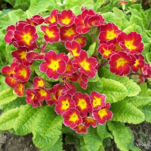 Raktažolė ‘Rainbow Scarlet‘ (2)