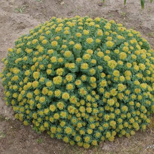 Rausvoji rodiolė (2)