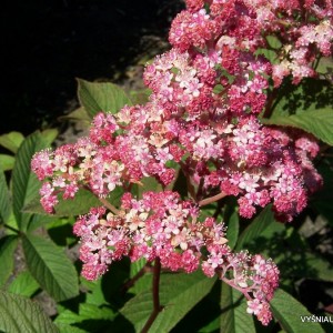 Rodgersia pinnata ‘Chocolate Wing‘
