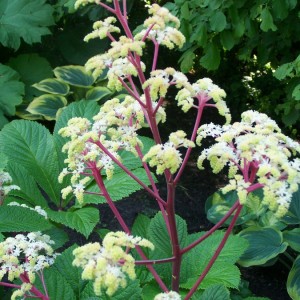 Rodgersia sambucifolia