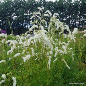 Sanguisorba ‘Figaro‘