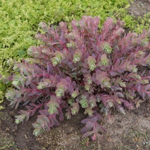 Sedum telephioides (2)