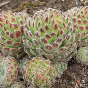 Sempervivum ciliosum