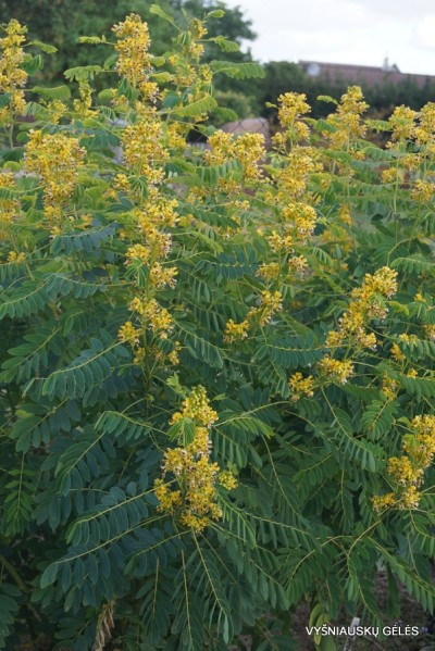 Senna marilandica (2)