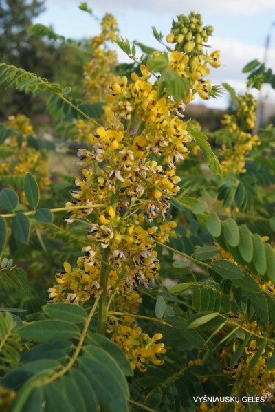 Senna marilandica (3)