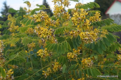 Senna marilandica (4)