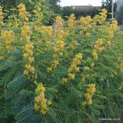 Senna marilandica (5)-001