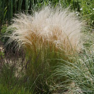 Stipa pennata