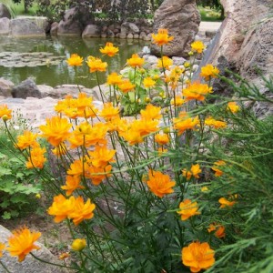 Trollius chinensis (2)