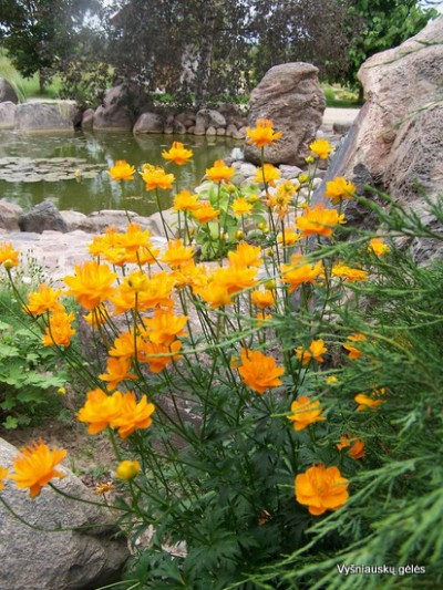 Trollius chinensis (2)