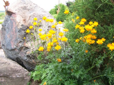 Trollius chinensis