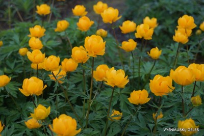 Trollius ‘Golden Lady‘