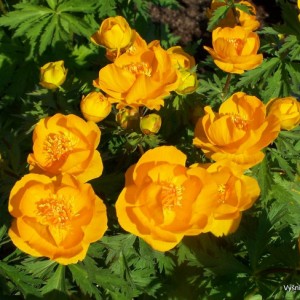Trollius ‘Golden Lady‘