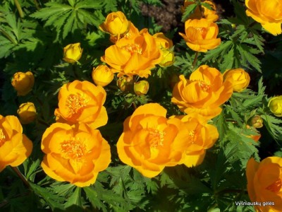 Trollius ‘Golden Lady‘