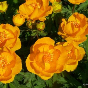 Trollius ‘Orange Princess‘