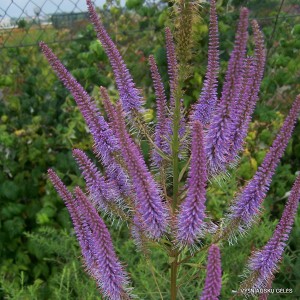 Veronicastrum virginicum ‘Fascination‘ (2)