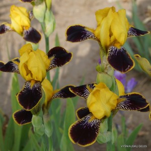 Vilkdalgis ‘Bumblebee Deelite’