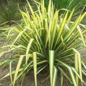 Yucca filamentosa ‘Golden Sword‘